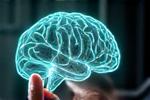 A person studying a complex brain diagram, representing cognitive health research.